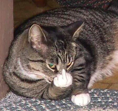cat with real brains...and fingers..